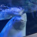 공연 전시장길 코스 | 여수 가볼만한곳 추천! 올겨울 필수 코스 여수아쿠아플라넷, 실내 놀거리 제대로 즐긴 후기 (여수 실내...