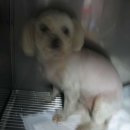 연서 동물병원 이미지