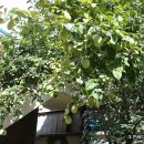 새빛 기독보육원 이미지