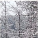 숲속캠핑장 이미지