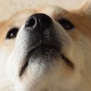 멍
