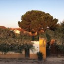 나무까까 이미지