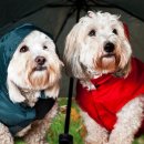 달래동물의료센터 이미지