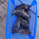바다수산 좌대낚시 네이버블로그