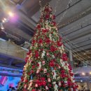 동명(춘천) | 춘천 올데이스테이 대형카페 (초대형트리) 방문후기