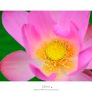 배다리한증막 이미지