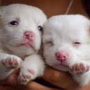 몽이 애견샵 이미지