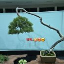 씨유울진연호공원점 | [국내여행]울진 성류문화제 관람 후기..억!!소리나는 전시회.. 대한민국 분재 대전