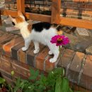 유자나무펜션 | [남해] 남해숙소추천 바다뷰 개별숙소 바베큐파티, 아라별돔펜션