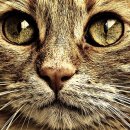 동물병원 공감 이미지