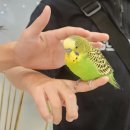 리프패럿 롯데마트 광복점 | 부산 아이랑 가볼 만한 곳 리프패럿 롯데마트광복점