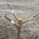 손해평가사 1차 - 재배학 및 원예작물학 이미지