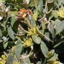 자연-꽃 이미지