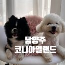 코니아일랜드