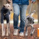 러브독애견카페 이미지