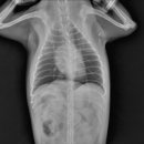 판교 P&P 동물병원 이미지