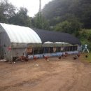 팔봉청삼골 돌배마을 이미지