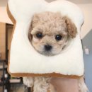 패밀리독 이미지