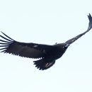 울산광역시야생동물구조관리센터 이미지