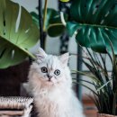 고양이눈 이미지