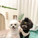 새콤달콩 이미지