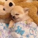 AVC 동물메디컬센터 이미지