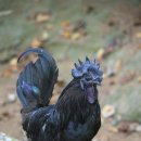 오계농장 이미지