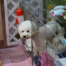 하나펫살롱 이미지