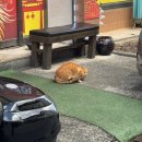 고냥이네 | 고냥이님 나에게 행운을.