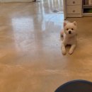 사랑펫살롱 이미지