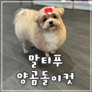 뽀dog | 금천,가산,독산 말티푸 양곰돌이컷 뽀도독애견미용실 후기