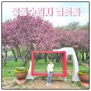 상판저수지(둑 안) | 진해 웅동수원지 겹벚꽃 19일까지 개방 주차 힘듦