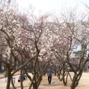 매화공원 광장 이미지