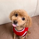 복탄산수 이미지