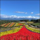 추억의 그림자 | 삿포로 비에이 버스투어(흰그림자투어) 3대가 함께한 대가족 여행 후기