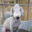 달이네 애견미용실 이미지