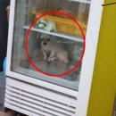 마리의냉장고 이미지