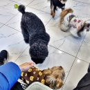 도그하우스 애견미용실 이미지