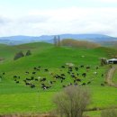 풀잎향기 이미지