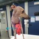 대치동물메디컬센터 이미지