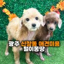 털이몽땅 이미지