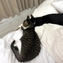 이너웨일(inawhale) 이미지