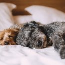 엘라포니시 풀빌라&호텔 이미지