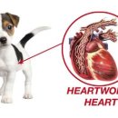 미사숲동물의료센터 이미지