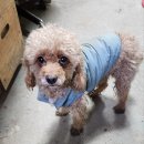 어강동물병원 이미지