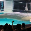 롯데월드아쿠아리움 이미지