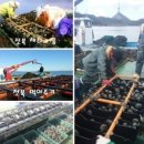 완도산참전복구이