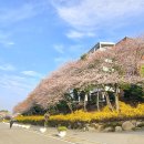 학교법인동서학원경남정보대학교 | 부산 사상구 봄꽃 천지 동서대학교 경남정보대학 벚꽃 개나리 포토존/주차 및 대중교통 정보