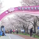 4/4(토)삼락공원낙동제방벗꽃길 이미지