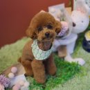 스타일좋개 이미지